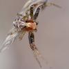 Xysticus lanio